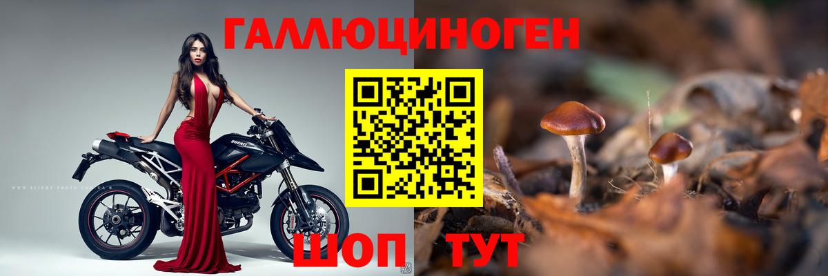 Псилоцибиновые грибы Cubensis Черняховск